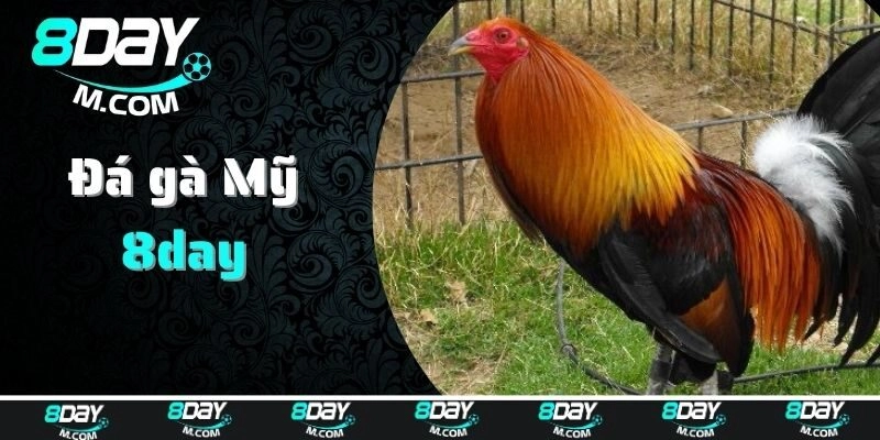 Đôi nét về đá gà Mỹ