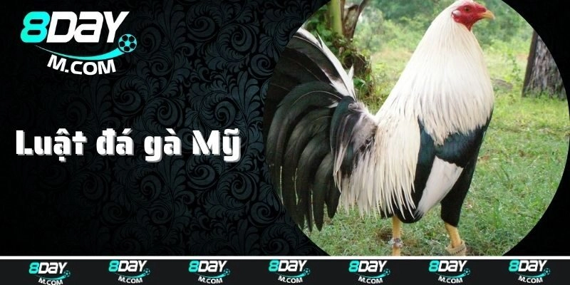 Luật đá gà Mỹ
