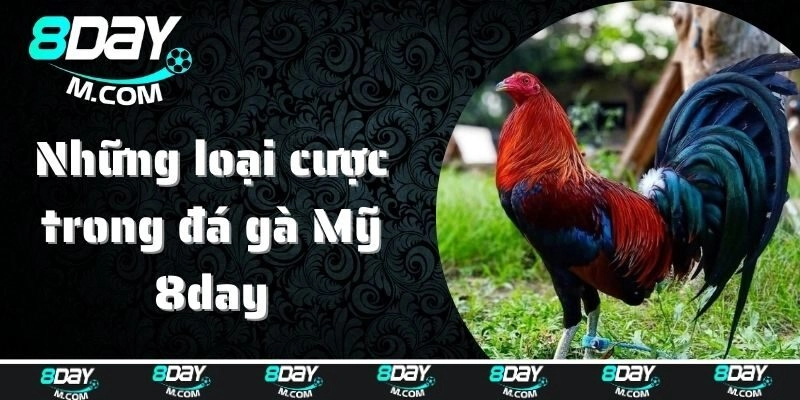 Những loại cược trong đá gà Mỹ 8day
